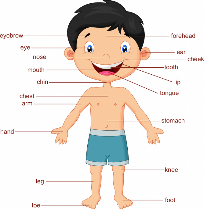 clipart of a human body - photo #8