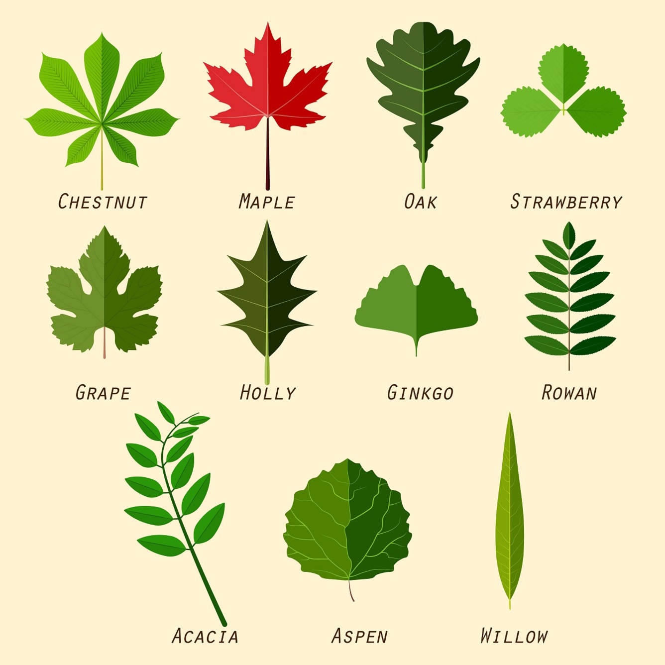 Birch, maple, spruce... – drzewa i nazwy drzew po angielsku